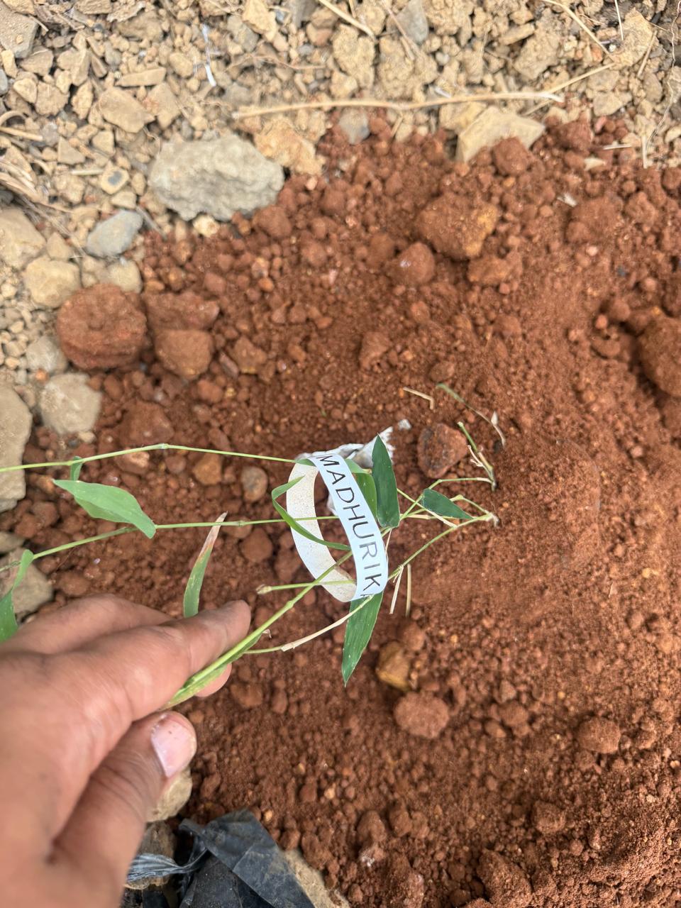 image 14